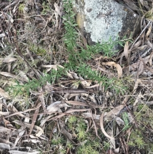 Grevillea sp. at O'Malley, ACT - 24 Jul 2021