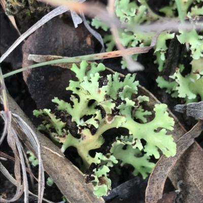 Heterodea sp. (A lichen) at O'Malley, ACT - 24 Jul 2021 by Tapirlord