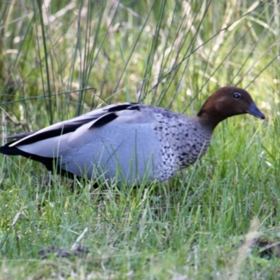 Chenonetta jubata (Australian Wood Duck) at Albury - 27 Jul 2021 by PaulF