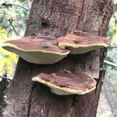 Inonotus s.l. (A polypore ) at O'Malley, ACT - 24 Jul 2021 by Tapirlord