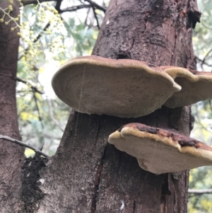 Inonotus s.l. at O'Malley, ACT - 24 Jul 2021