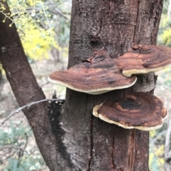 Inonotus s.l. at O'Malley, ACT - 24 Jul 2021