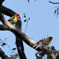 Platycercus eximius (Eastern Rosella) at Springdale Heights, NSW - 27 Jul 2021 by PaulF