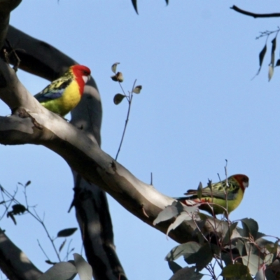 Platycercus eximius (Eastern Rosella) at Springdale Heights, NSW - 27 Jul 2021 by PaulF