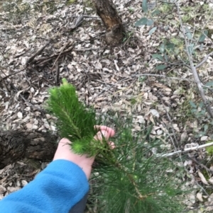 Pinus radiata at O'Malley, ACT - 24 Jul 2021