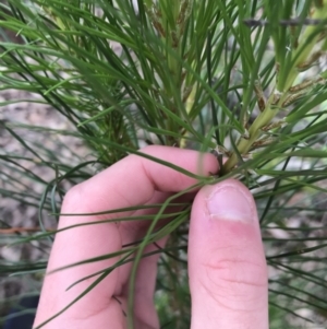 Pinus radiata at O'Malley, ACT - 24 Jul 2021