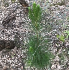 Pinus radiata at O'Malley, ACT - 24 Jul 2021 03:58 PM