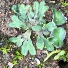 Riccia sp. (genus) at O'Malley, ACT - 24 Jul 2021