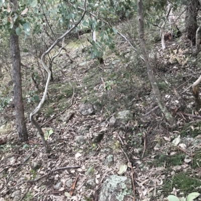 Acrotriche serrulata (Ground-berry) at O'Malley, ACT - 24 Jul 2021 by Tapirlord