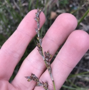 Lepidosperma laterale at O'Malley, ACT - 24 Jul 2021
