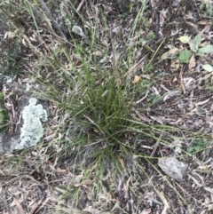 Lepidosperma laterale at O'Malley, ACT - 24 Jul 2021
