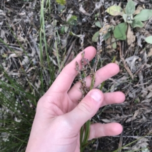 Lepidosperma laterale at O'Malley, ACT - 24 Jul 2021