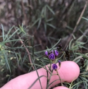 Glycine clandestina at O'Malley, ACT - 24 Jul 2021 04:08 PM