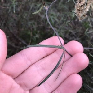 Glycine clandestina at O'Malley, ACT - 24 Jul 2021 04:08 PM