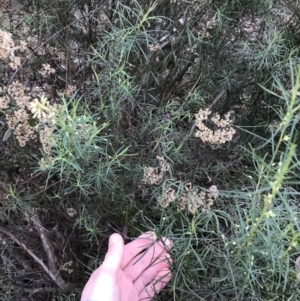 Glycine clandestina at O'Malley, ACT - 24 Jul 2021 04:08 PM