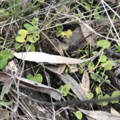 Dichondra repens (Kidney Weed) at O'Malley, ACT - 24 Jul 2021 by Tapirlord