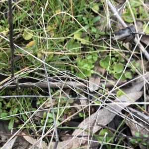 Dichondra repens at O'Malley, ACT - 24 Jul 2021 04:14 PM