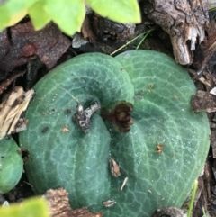 Cyrtostylis reniformis (Common Gnat Orchid) at Black Mountain - 31 Jul 2021 by Ned_Johnston