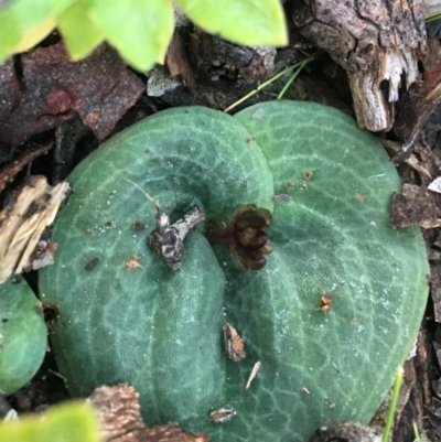 Cyrtostylis reniformis (Common Gnat Orchid) at Black Mountain - 31 Jul 2021 by Ned_Johnston