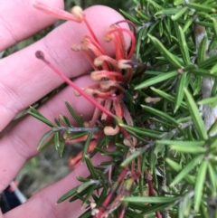 Grevillea juniperina subsp. fortis (Grevillea) at O'Malley, ACT - 24 Jul 2021 by Tapirlord