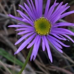 Brachyscome spathulata (Coarse Daisy, Spoon-leaved Daisy) at Black Mountain - 31 Jul 2021 by Ned_Johnston