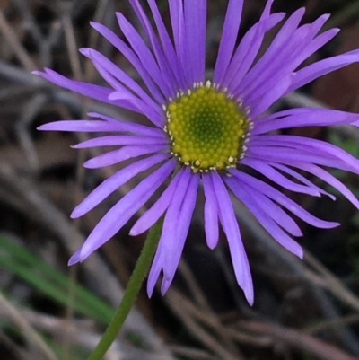 Brachyscome spathulata (Coarse Daisy, Spoon-leaved Daisy) at Acton, ACT - 31 Jul 2021 by NedJohnston