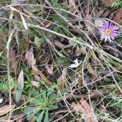 Brachyscome spathulata at Acton, ACT - 31 Jul 2021 03:03 PM