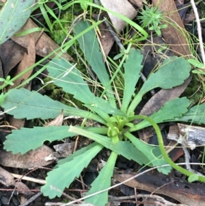 Brachyscome spathulata at Acton, ACT - 31 Jul 2021