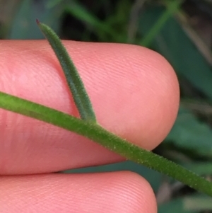 Brachyscome spathulata at Acton, ACT - 31 Jul 2021