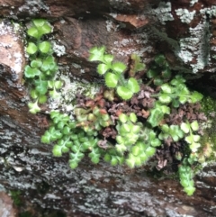 Pleurosorus rutifolius (Blanket Fern) at Black Mountain - 31 Jul 2021 by Ned_Johnston