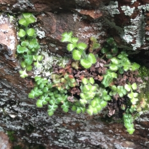 Asplenium subglandulosum at Acton, ACT - 31 Jul 2021