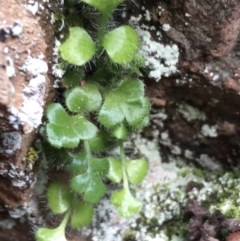 Asplenium subglandulosum at Acton, ACT - 31 Jul 2021