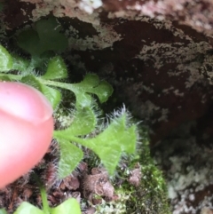 Asplenium subglandulosum at Acton, ACT - 31 Jul 2021