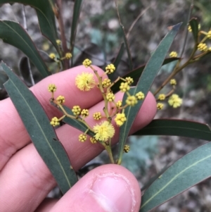 Acacia rubida at O'Malley, ACT - 24 Jul 2021