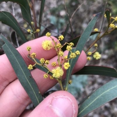 Acacia rubida (Red-stemmed Wattle, Red-leaved Wattle) at O'Malley, ACT - 24 Jul 2021 by Tapirlord