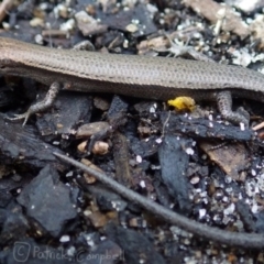 Lampropholis delicata (Delicate Skink) at Blue Mountains National Park, NSW - 6 Dec 2017 by PatrickCampbell