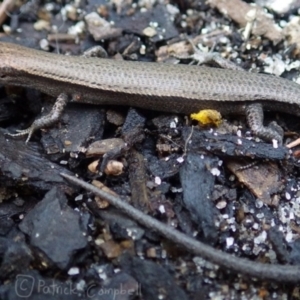 Lampropholis delicata at Blue Mountains National Park, NSW - suppressed