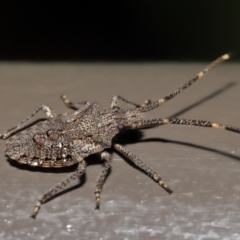 Alcaeus varicornis (Acacia shield bug) at Acton, ACT - 25 Jun 2021 by TimL