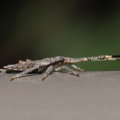 Alcaeus varicornis at Acton, ACT - 25 Jun 2021