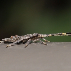 Alcaeus varicornis at Acton, ACT - 25 Jun 2021