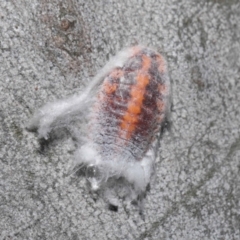 Monophlebulus sp. (genus) (Giant Snowball Mealybug) at Acton, ACT - 4 Jun 2021 by TimL