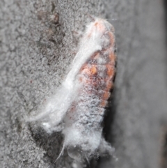 Monophlebulus sp. (genus) at Acton, ACT - 4 Jun 2021 11:57 AM