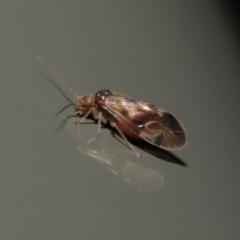 Psocodea 'Psocoptera' sp. (order) (Unidentified plant louse) at ANBG - 25 Jun 2021 by TimL