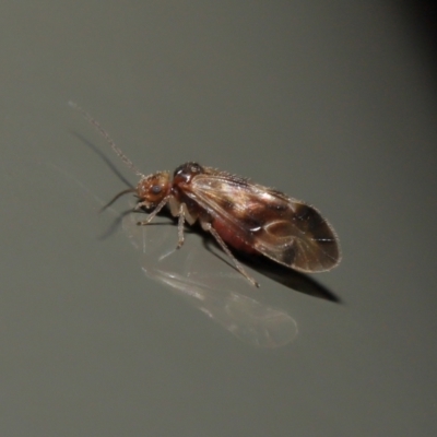 Psocodea 'Psocoptera' sp. (order) (Unidentified plant louse) at Acton, ACT - 25 Jun 2021 by TimL