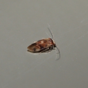 Psocodea 'Psocoptera' sp. (order) at Acton, ACT - 25 Jun 2021