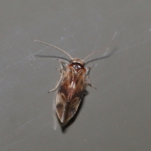 Psocodea 'Psocoptera' sp. (order) at Acton, ACT - 25 Jun 2021