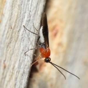 Braconidae (family) at Acton, ACT - 27 Jun 2021