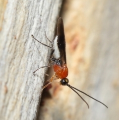 Braconidae sp. (family) (Unidentified braconid wasp) at Acton, ACT - 27 Jun 2021 by TimL