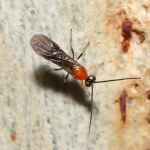 Braconidae (family) at Acton, ACT - 27 Jun 2021