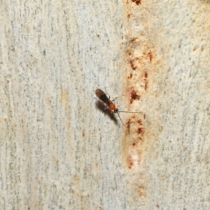 Braconidae (family) at Acton, ACT - 27 Jun 2021